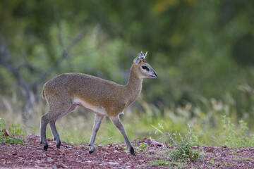 Klipspringer at Mapungubwe National Park, South Africa