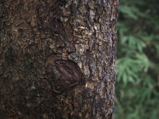 Fototapeta premium Forest tree texture for nature and environment background. 