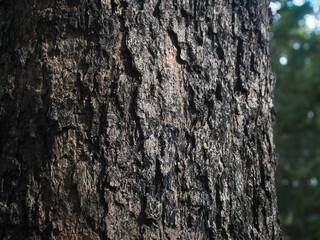 Forest tree texture for nature and environment background.  