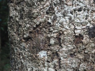 Forest tree texture for nature and environment background.  