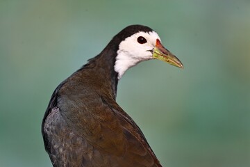 Obraz premium Waterhen