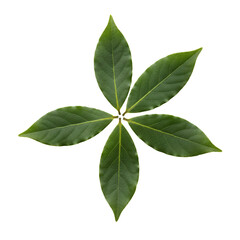 Fototapeta premium Symmetrical arrangement of bay laurel leaves