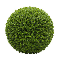 Perfectly spherical boxwood topiary shrub on transparent background