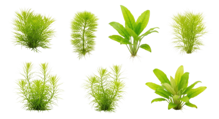 Aquatic plants assortment transparent background cutout png