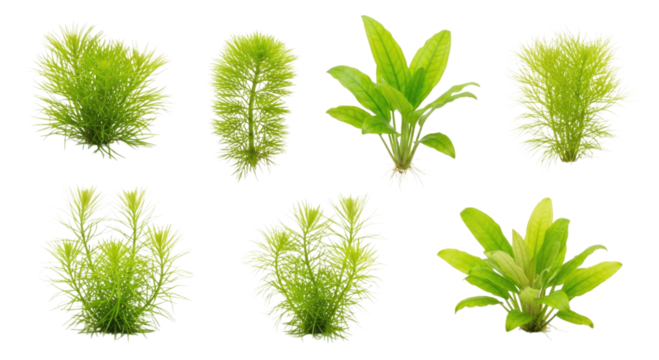 Aquatic plants assortment transparent background cutout png