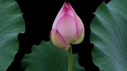 breathtaking 4k time lapse showing pink lotus flower gracefully blooming bud to full blossom black background symbolizing purity beauty serenity cinematic close up clarity