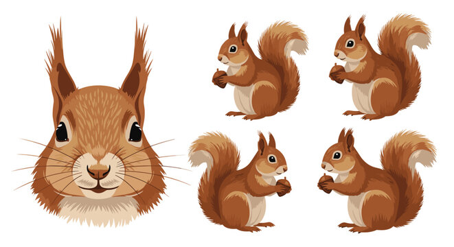 Cute red squirrel illustrations, showcasing a detailed face and several full-body poses holding an acorn, on a white background.