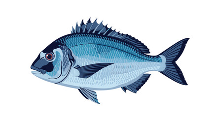 An illustrative depiction of a sea bream, rendered in cool blue and grey tones, showcasing its distinct scales and fins.