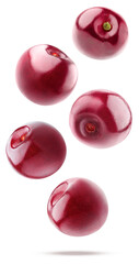 high-resolution photograph capturing five glossy, ripe, deep red cherries dynamically falling or suspended in mid-air, perfectly isolated on a pure transparent background.