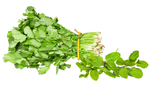 realistic photograph showing a large, vibrant bundle of fresh cilantro (coriander) tied together, placed next to fragrant green mint sprigs, isolated on black.
