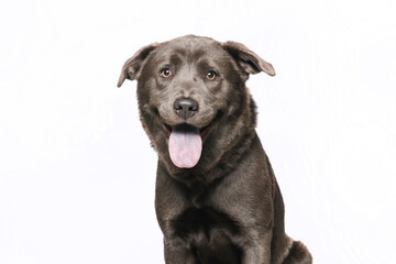 Cute dog on an isolated background studio shot