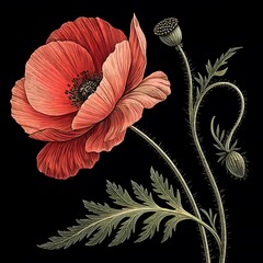 Minimalist Papaver Rhoeas Blossom Studio Graphic Novel Art