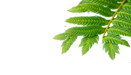 fern leaf with fine feather pattern, delicate green texture, natural botanical detail, elegant minimal style, isolated transparent background.
