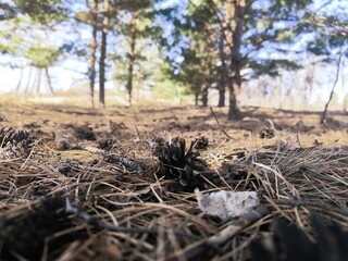 Fototapeta premium Low angle: dry needles and cones under the pines. Warm light and soft bokeh are a natural background and texture for banners, layouts, and social media.