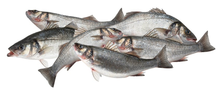 freshly caught european sea bass fish stacked closely together, showcasing silver scales and pristine quality, close-up photograph, isolated on black.