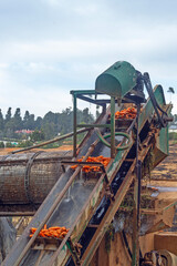 carrots washed and processed through machines. Organic food production.. preparing packaging...