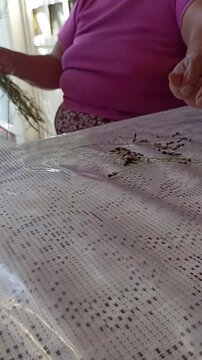 Latina woman extracting seeds from the pepitza plant