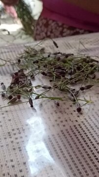 Latina woman extracting seeds from the pepitza plant