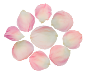 overhead view of nine delicate pink and white rose petals arranged symmetrically in a perfect circle, isolated on a solid transparent background.