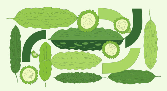Bitter Melon Illustration: A Vibrant Vector Depiction Of Bitter Gourd's Details And Shapes