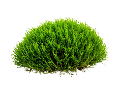 Fresh green grass turf isolated, healthy growth, vibrant color, suitable for gardening, landscaping, lawns, and nature-related design projects.