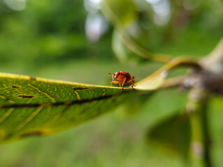 close up of a leaf roller beetle on a leaf,from the family Attelabidae