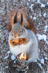 The squirrel with nut sits on tree in the winter or late autumn