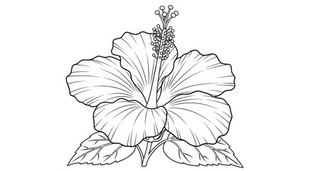 Hibiscus flower line art illustration single object floral design isolated