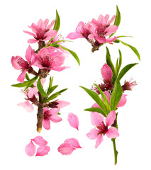 loose circular arrangement of delicate pink peach tree blossoms, branches, and green leaves,...