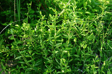 Lonicera praeflorens, an early blooming honeysuckle with soft pink flowers, native to Korean mountain forests. Photographed in Korea.