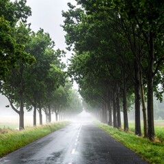 Obraz premium Wet road vanishes into mist, framed by tall green trees on both sides, creating a tunnel-like effect under an overcast sky