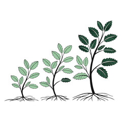 Illustration of three plants in different stages of growth, from seedling to sapling, isolated on a white background.