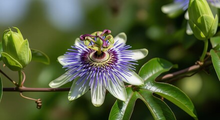 Close-up of vibrant passionflower bloom