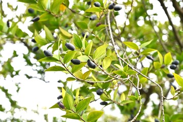 Myrtle berries. Myrtaceae evergreen shrub. The berries ripen to a dark purple in the fall and are used for food and to make fruit wine. The leaves are used to flavor lamb.