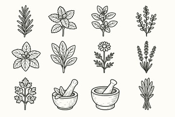 Herb chamomile parsley bundle icon vector thyme rosemary herbal pestle collection herbs