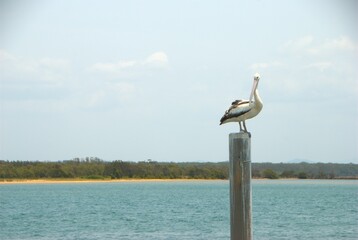 Pelican standing on a jetty pylon in NSW Australia