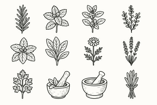 Herb chamomile parsley bundle icon vector thyme rosemary herbal pestle collection herbs