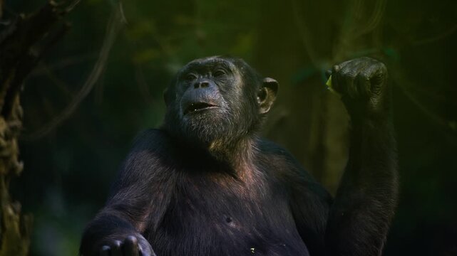 A chimpanzee eating and looking around in slow motion in an Indian Zoo.
Footage captured in 120fps and slowed down.
