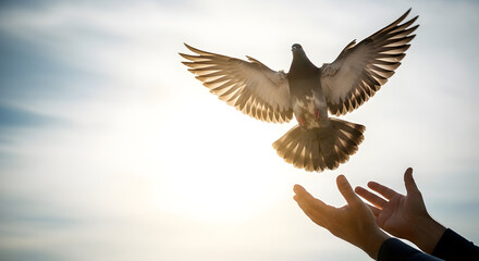 Dove released from hands into bright cloudy sky, Bird in flight symbolizing freedom and hope, Human hands letting dove soar against blue sky, Inspirational shot of ascending dove with sunlit wings, Pe