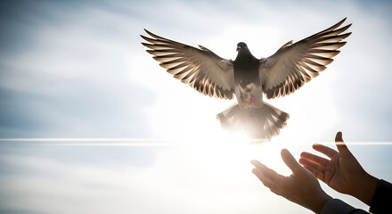 Dove released from hands into bright cloudy sky, Bird in flight symbolizing freedom and hope, Human hands letting dove soar against blue sky, Inspirational shot of ascending dove with sunlit wings, Pe