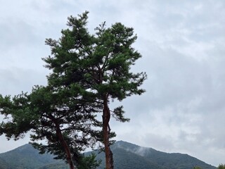 Obraz premium Green trees and leaves, forested mountains and rivers, cloudy sky, sunrise, sunset