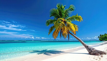 Vibrant tropical beach scene with a leaning palm tree casting a shadow on the white sand next to turquoise ocean water under a clear blue sky with white clouds
