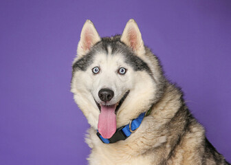 Cute dog on an isolated background studio shot