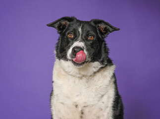 Cute dog on an isolated background studio shot