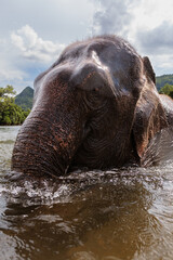 Elephant dans la rivi&egrave;re en Tha&iuml;lande