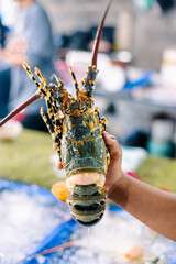 Enorme langouste dans une poissonnerie &agrave; Koh Samui