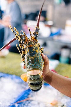 Enorme langouste dans une poissonnerie &agrave; Koh Samui