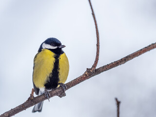 Cute bird Great tit, songbird sitting on a branch without leaves in the autumn or winter.