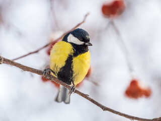 Obraz premium Cute bird Great tit, songbird sitting on a branch without leaves in the autumn or winter.