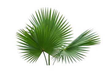 Obraz premium Vibrant green palm fronds fan out against a clean white background, evoking tropical paradise and natural freshness for your design projects.